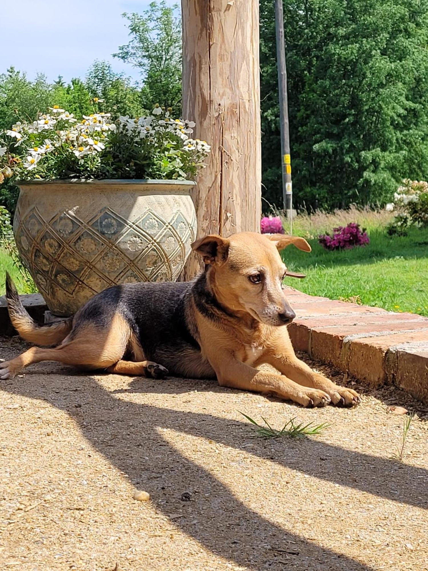 Roze I Jablonie Agroturystyka Gryfów Śląski Dış mekan fotoğraf
